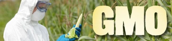 GMO Banner