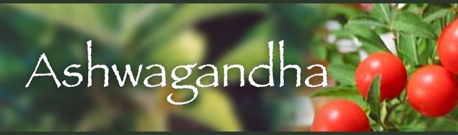 Ashwagandha Banner