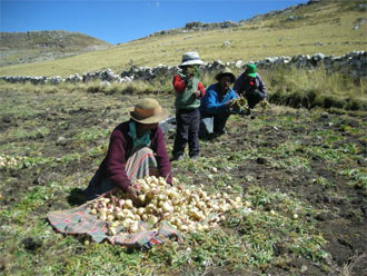 Sustainable Maca Harvest