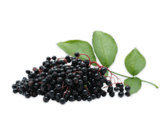 Elderberry