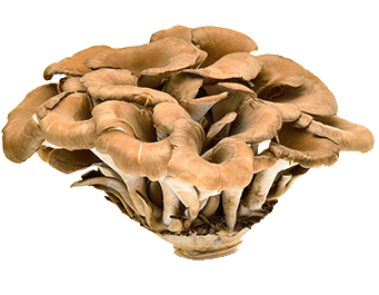 Purchase Wholesale mushroom bookmark. Free Returns & Net 60 Terms