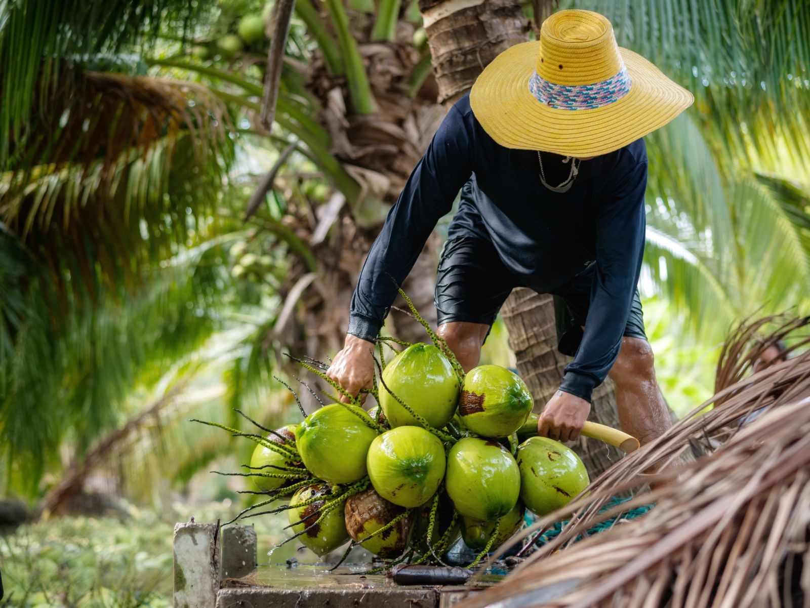 coconut water