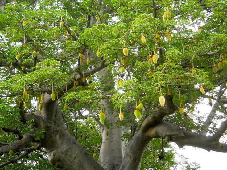 Baobab