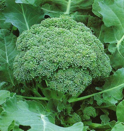 Broccoli