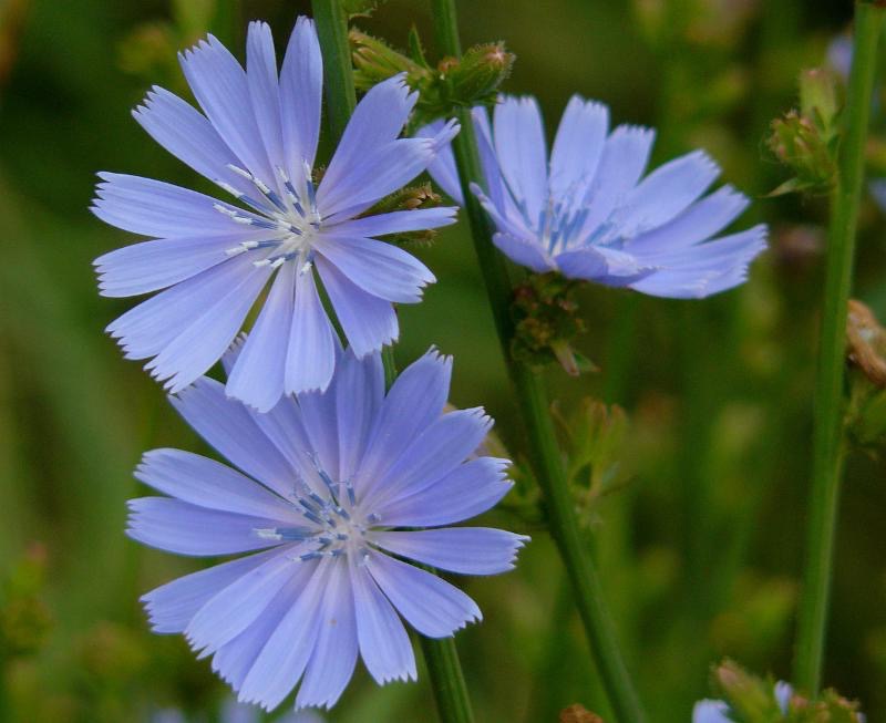 Chicory