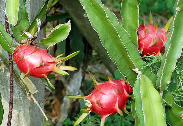 Dragonfruit