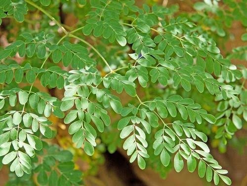 Moringa