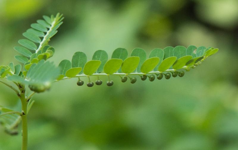 Phyllanthus