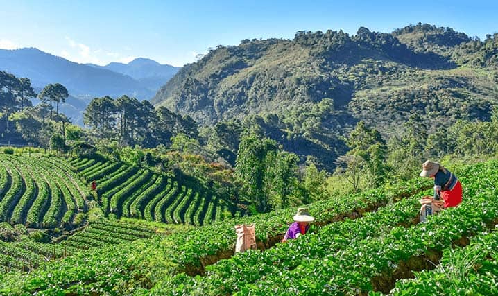 organic farm field