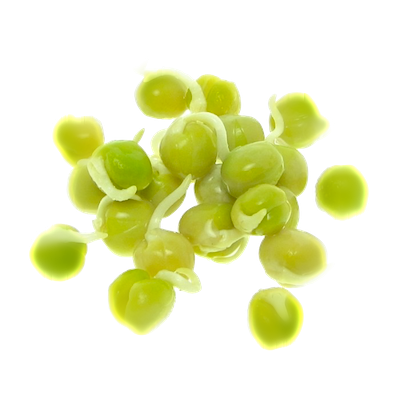 Green Pea Sprouts
