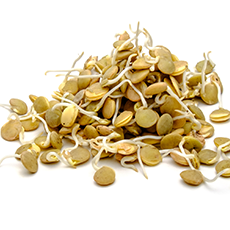Lentil Sprouts
