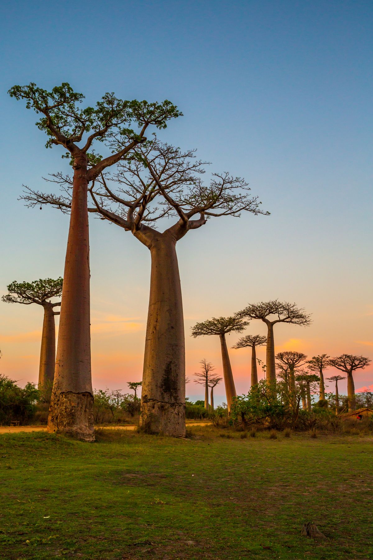 Baobab trees