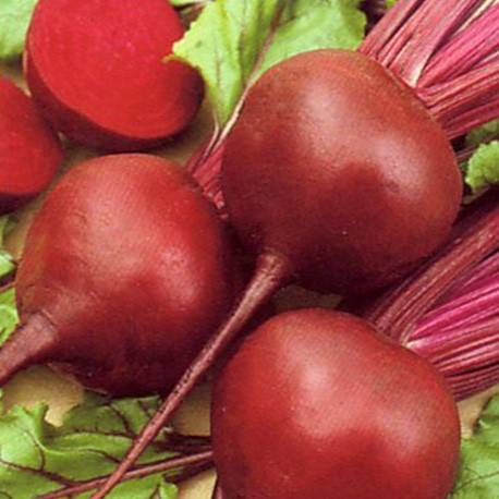 Beet