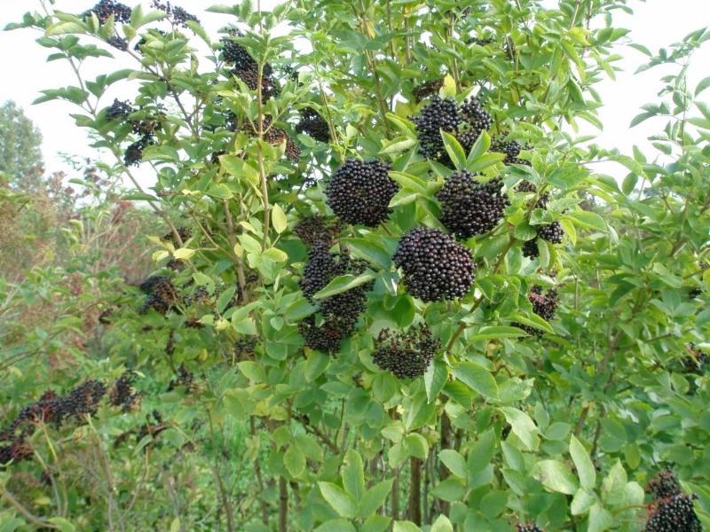 Elderberry