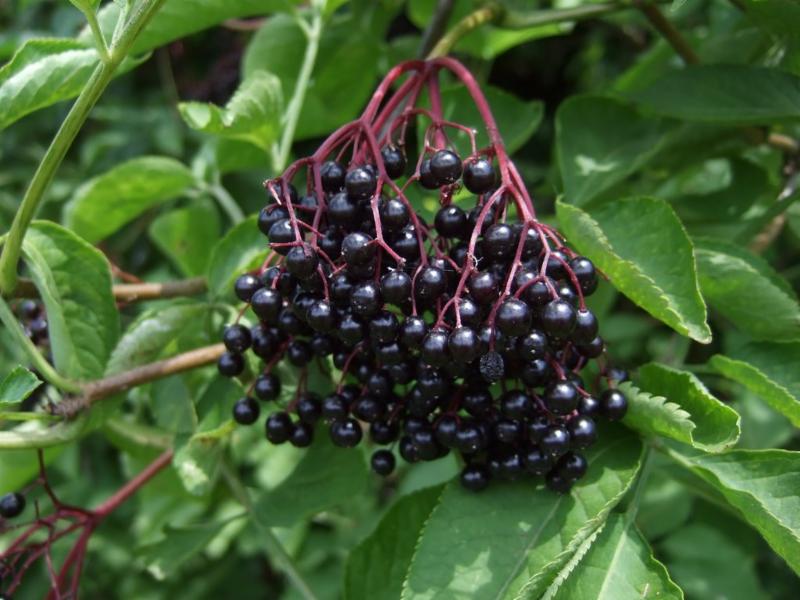 Elderberry