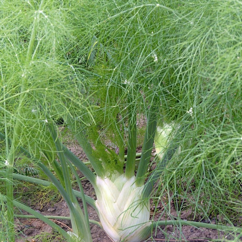 Fennel Seed