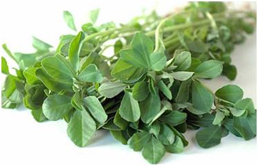 Fenugreek