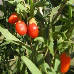 Goji
