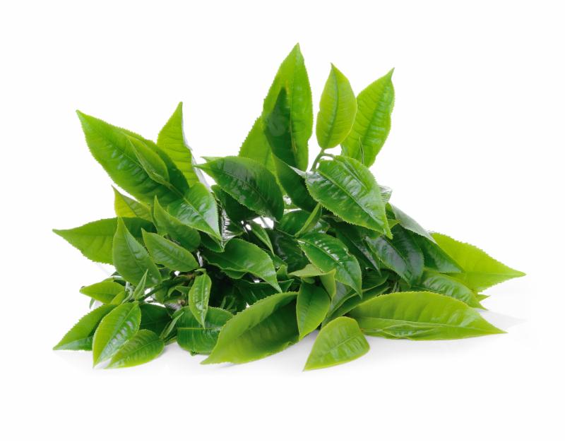 Matcha Green Tea