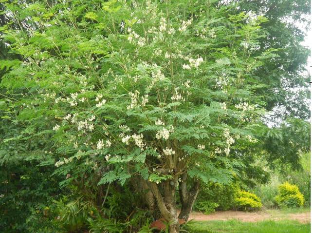 Moringa