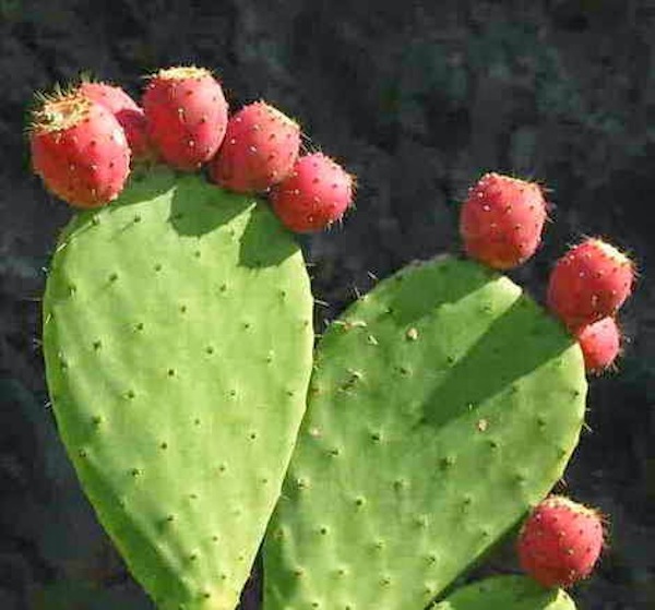 Nopal