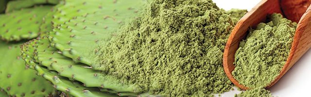 Nopal