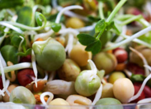 Nutrasprout
