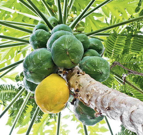 Papaya