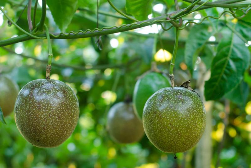 Passion fruit