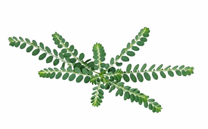 Phyllanthus