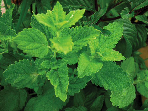Stevia