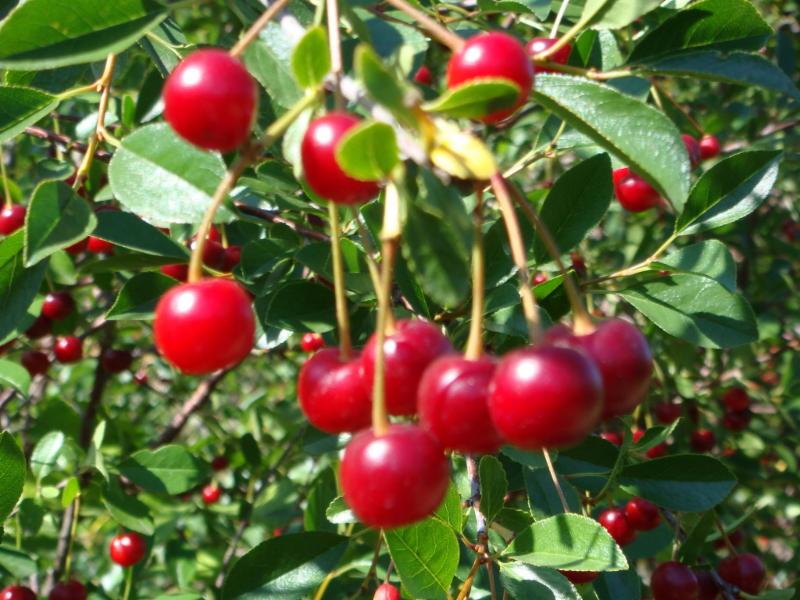 Tart Cherry
