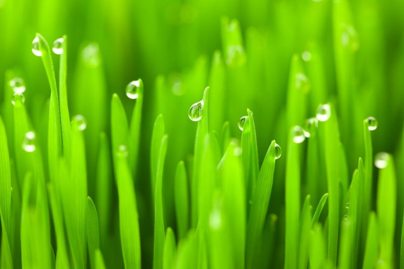 Wheatgrass