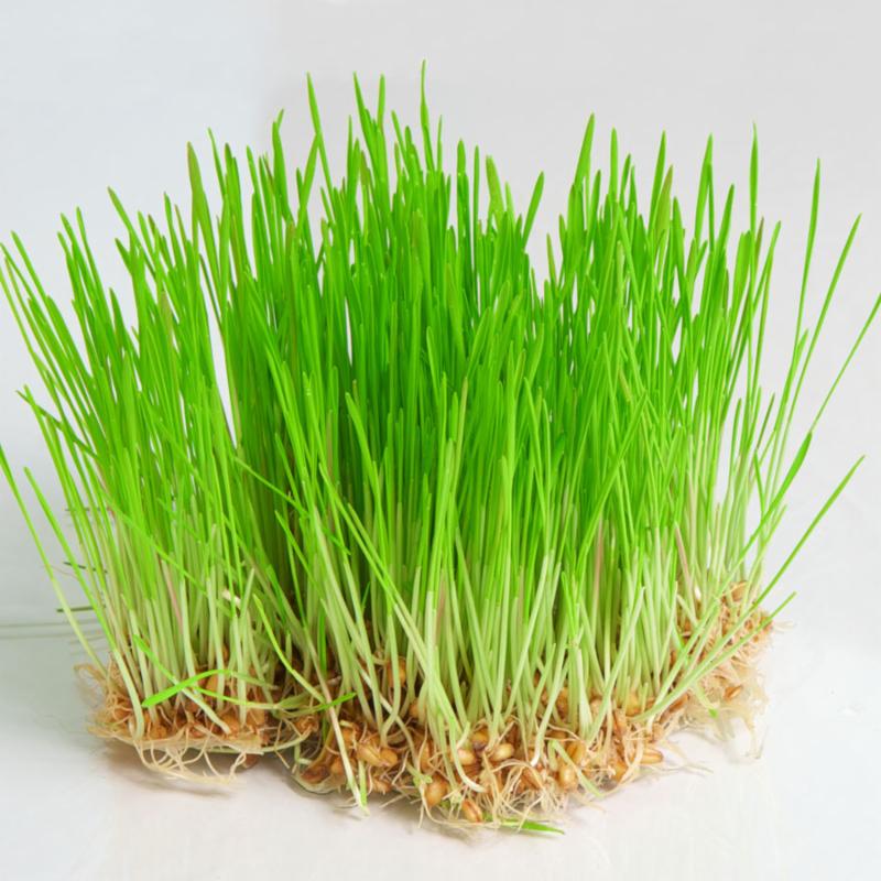 Wheatgrass